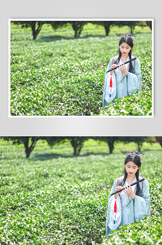 茶园古风汉服采茶少女人物摄影图片