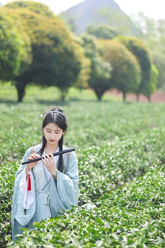 茶园古风汉服采茶少女人物摄影图片