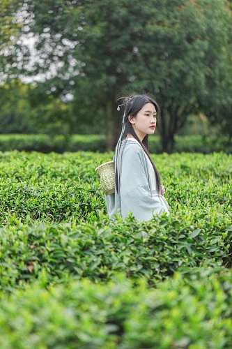 茶园古风汉服采茶少女人物摄影图片