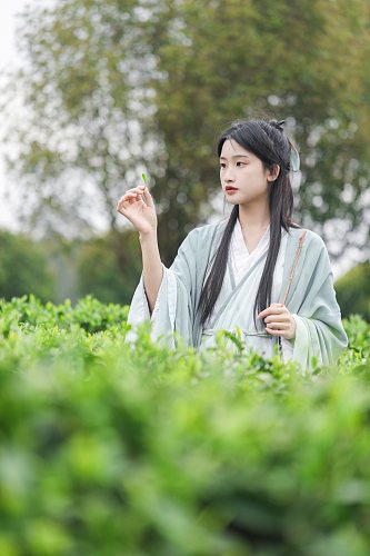 茶园古风汉服采茶少女人物摄影图片