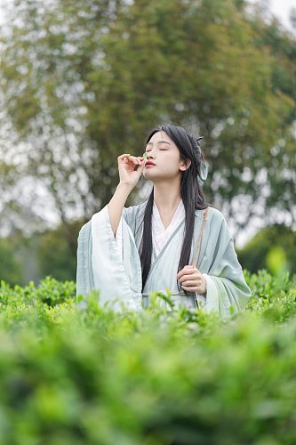 茶园古风汉服采茶少女人物摄影图片