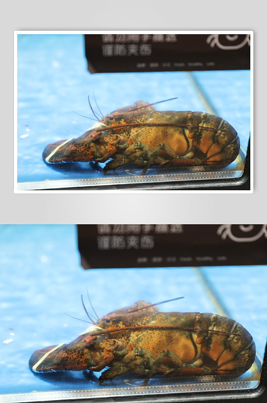 鲜活龙虾超市摄影图片