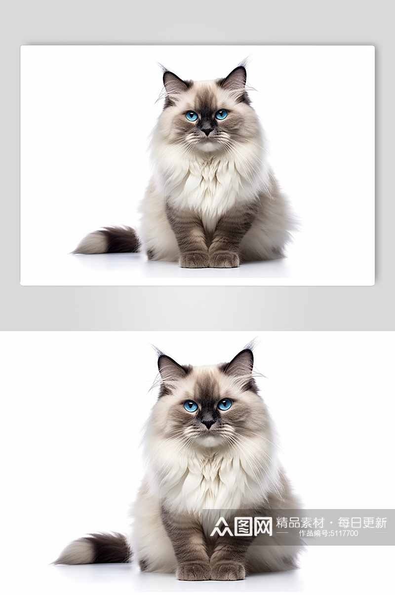 AI数字艺术真实动物宠物猫狗模型素材