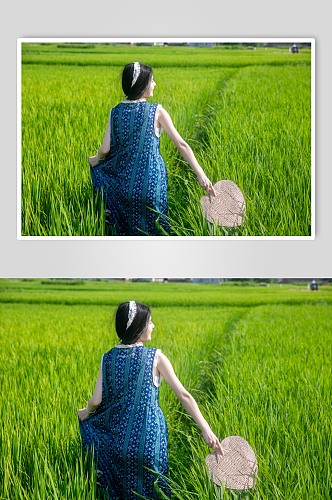 蓝色碎花裙少女稻田人物摄影图片