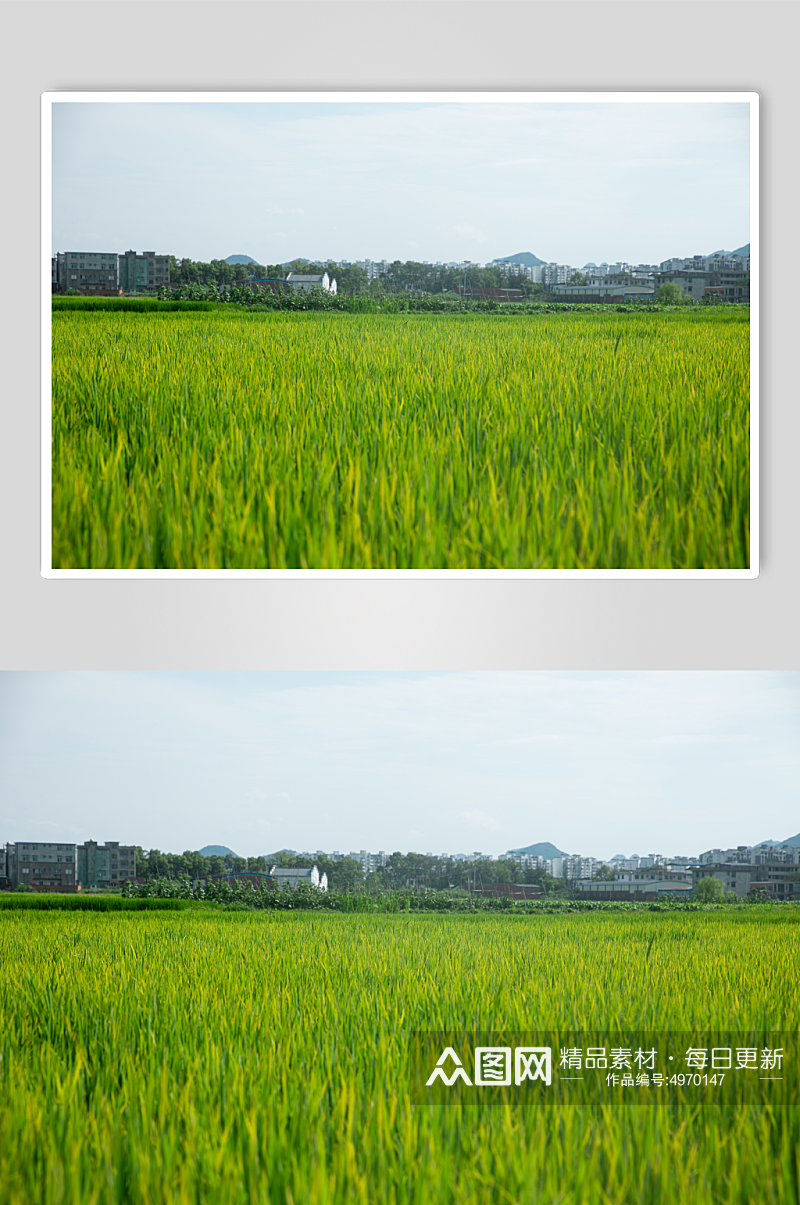 乡村稻田夏季自然风景摄影图片素材