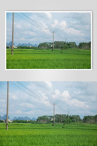 乡村稻田夏季自然风景摄影图片