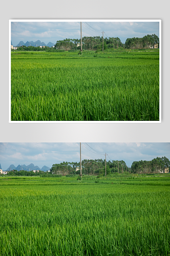 乡村稻田夏季自然风景摄影图片