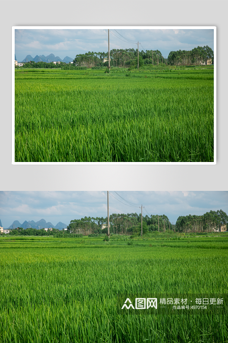 乡村稻田夏季自然风景摄影图片素材