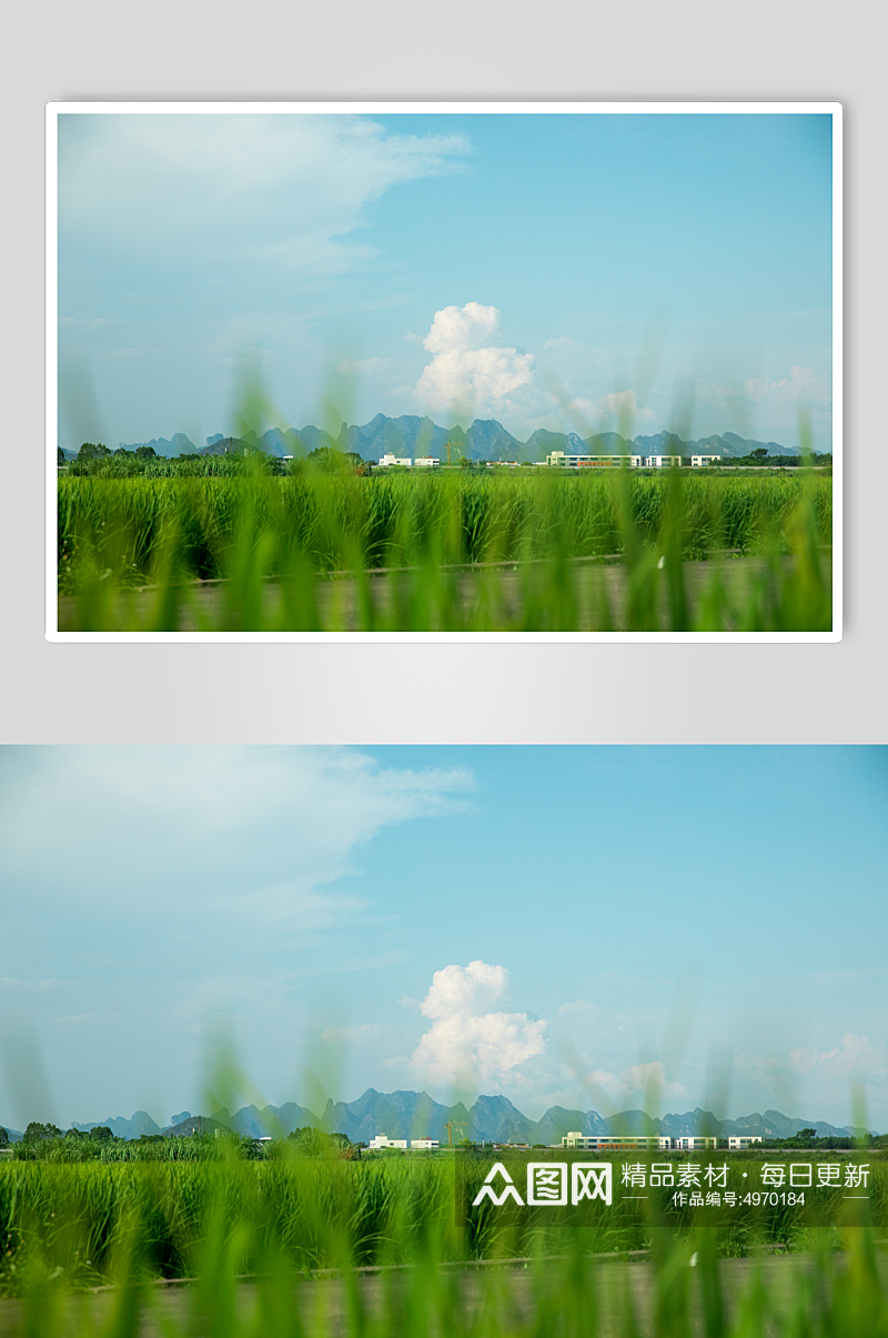 乡村稻田夏季自然风景摄影图片素材