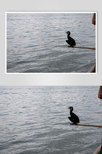 河上鸭子风景景点摄影图片