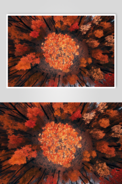 AI数字艺术秋季红色枫叶枫林摄影图片