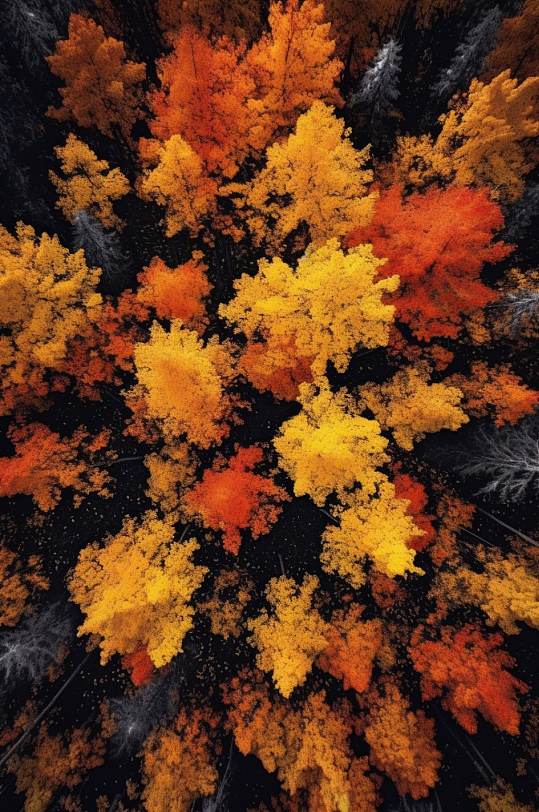 AI数字艺术秋天秋季红色枫叶枫林摄影图片