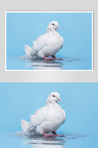 AI数字艺术高清鸽子动物摄影图片
