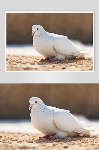 AI数字艺术高清鸽子动物摄影图片