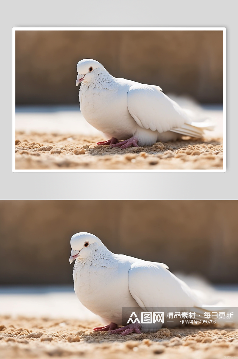 AI数字艺术高清鸽子动物摄影图片素材