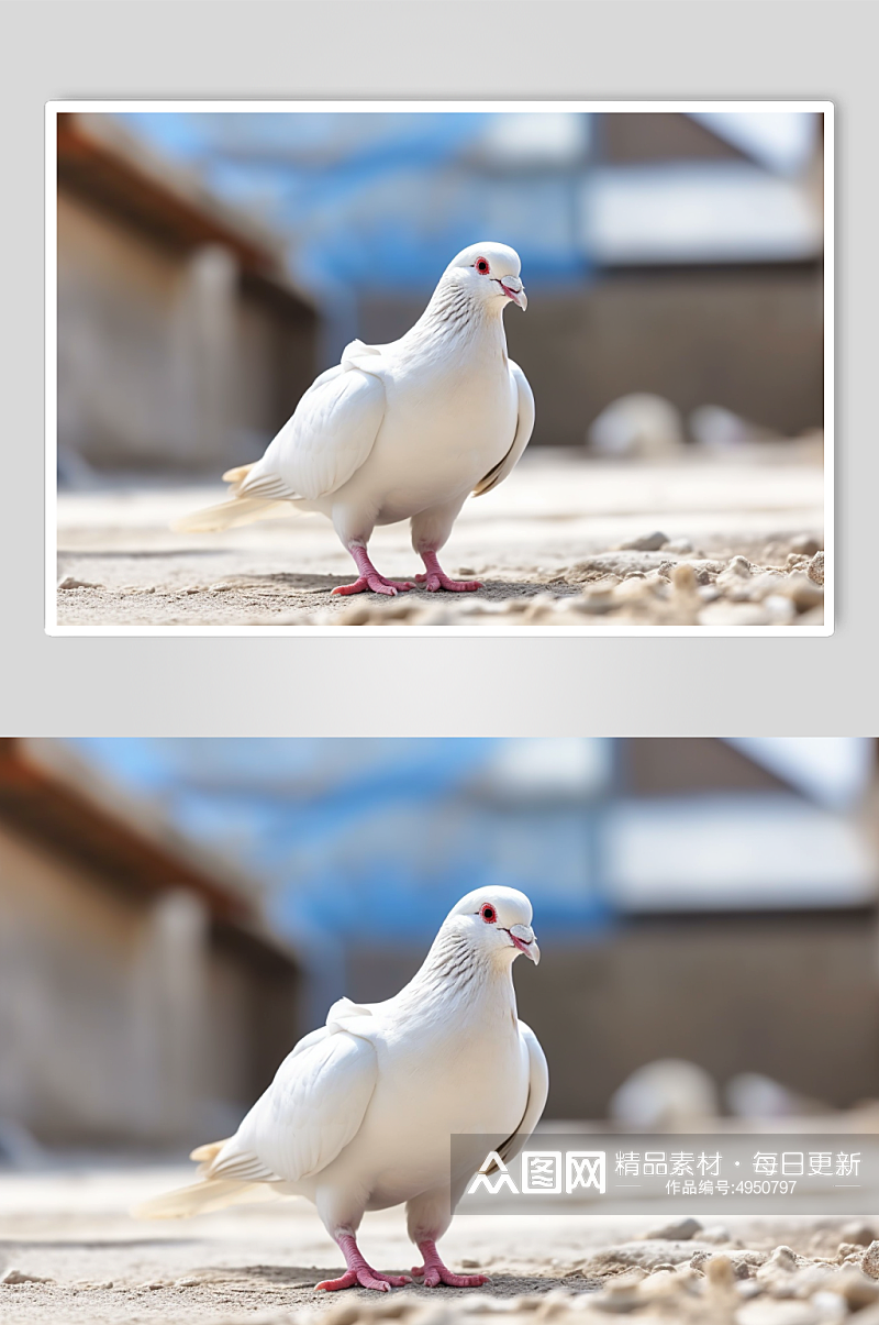 AI数字艺术高清鸽子动物摄影图片素材