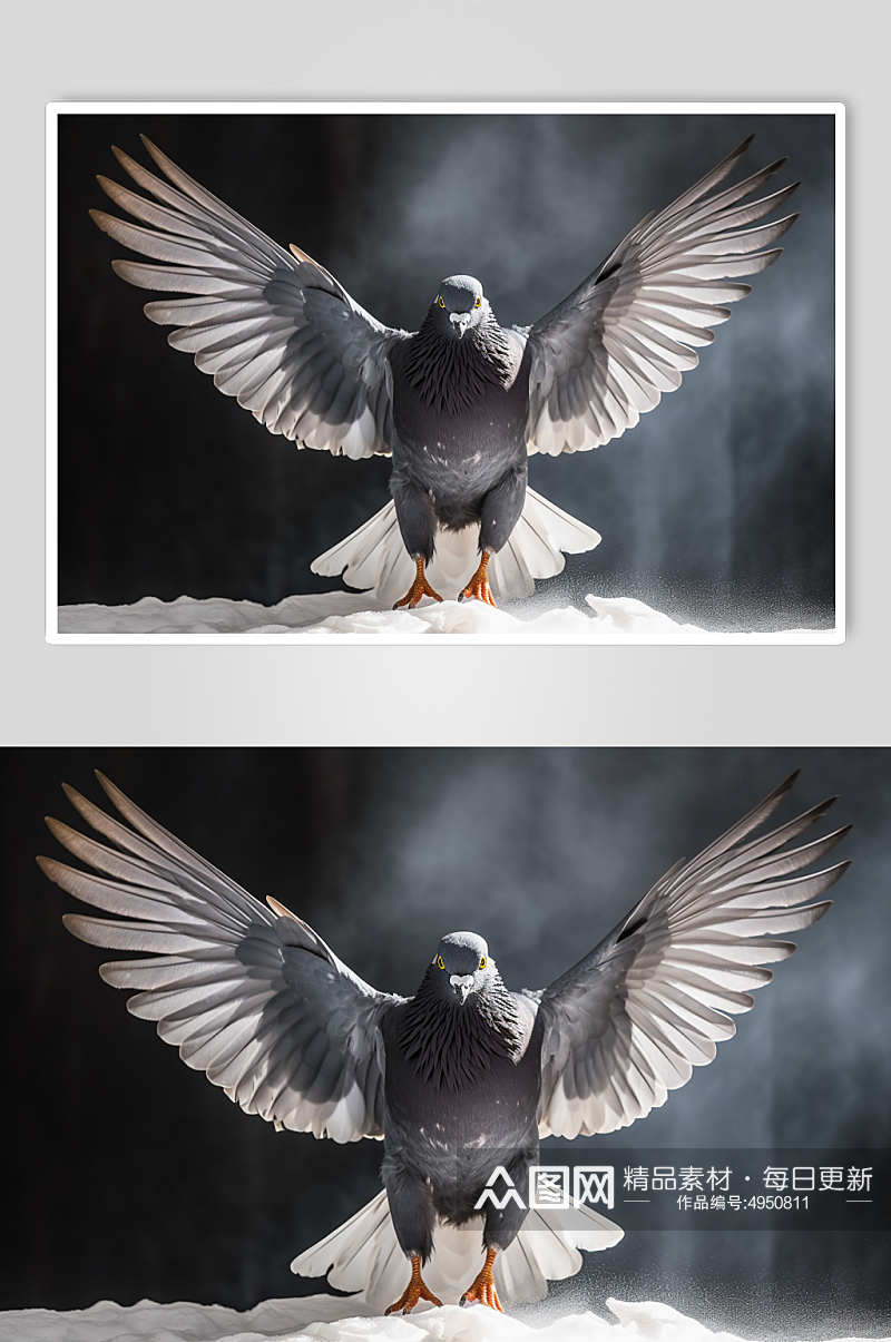 AI数字艺术高清可爱鸽子动物摄影图片素材