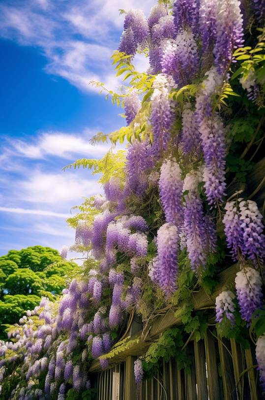 AI数字艺术紫藤树花园花丛公园摄影图片