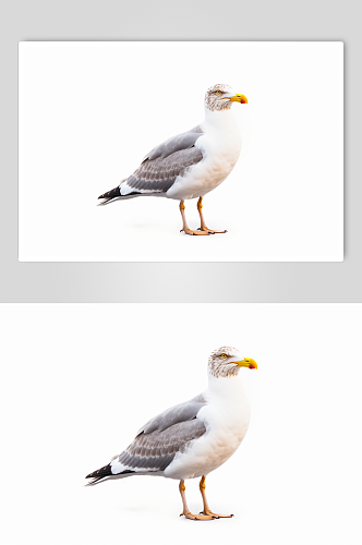 AI数字艺术高清海鸥动物摄影图片