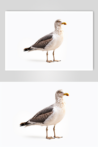 AI数字艺术高清海鸥动物摄影图片
