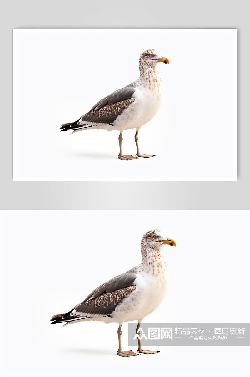 AI数字艺术高清海鸥动物摄影图片素材