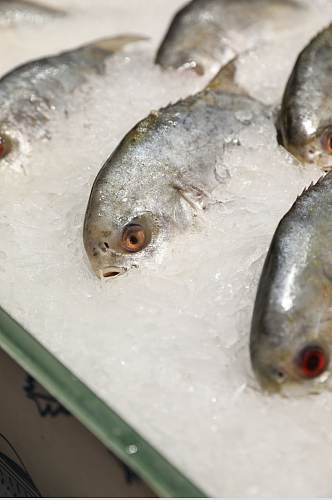 海鲜市场白鲳鱼海鲜美食摄影图片