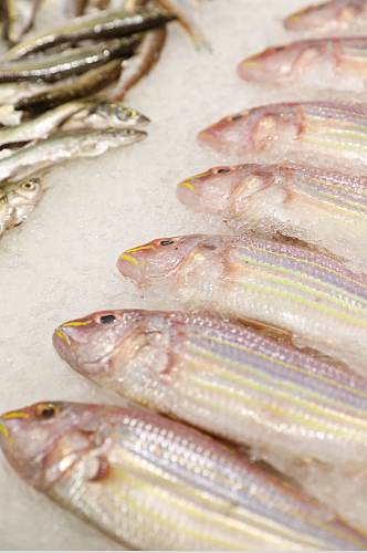 生鲜海鲜市场金线鱼海鲜美食摄影图片