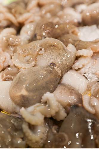 生鲜海鲜市场章鱼八爪鱼海鲜摄影图片