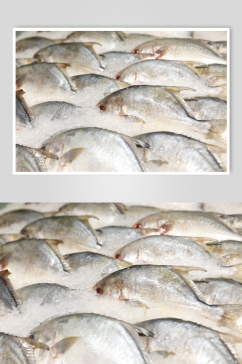 海鲜市场白鲳鱼海鲜美食摄影图片
