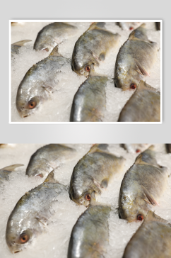 海鲜市场白鲳鱼海鲜美食摄影图片