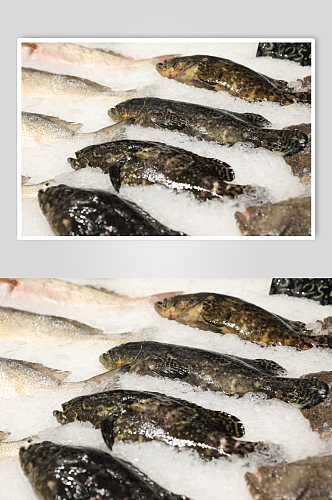 生鲜海鲜市场石斑鱼海鲜美食摄影图片