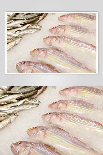 生鲜海鲜市场金线鱼海鲜美食摄影图片