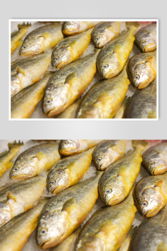 海鲜市场黄花鱼海鲜美食摄影图片