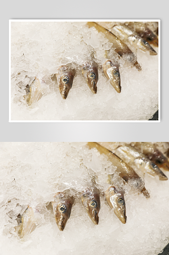 海货生鲜超市海产品海鲜沙丁鱼摄影图片