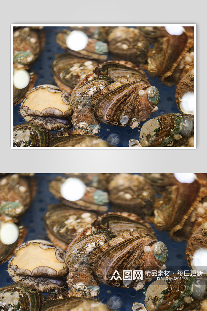 海货生鲜超市海产品海鲜鲍鱼摄影图片素材