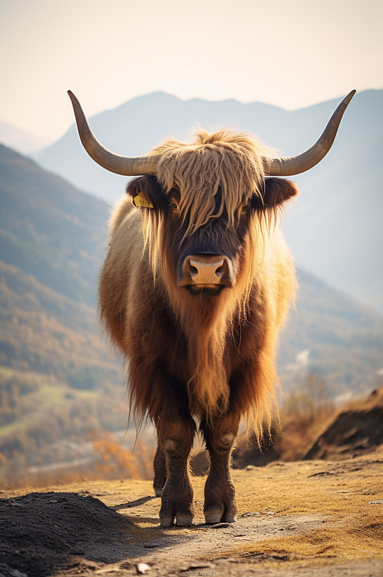 AI数字艺术可爱高原牦牛牲畜动物摄影图片