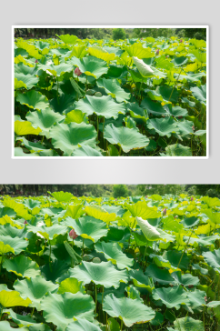 夏日荷花植物摄影图片