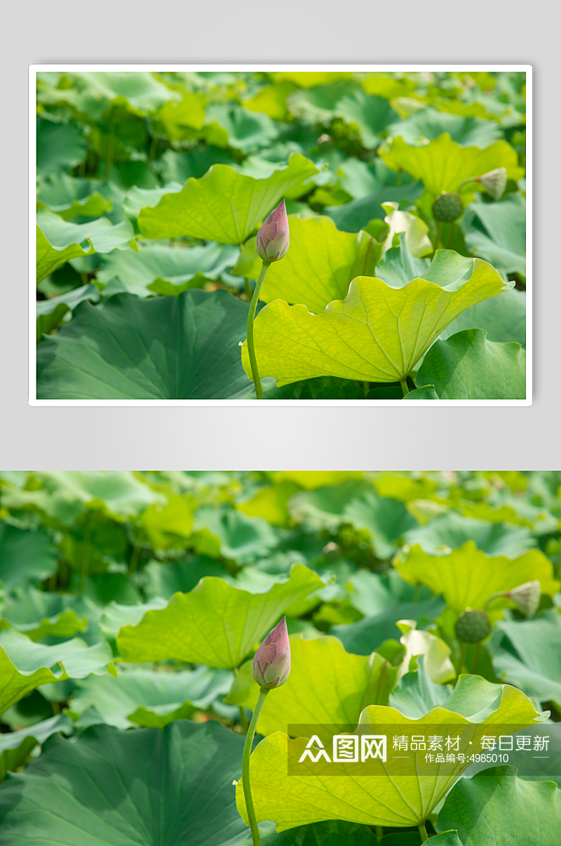 夏日荷花植物摄影图片素材