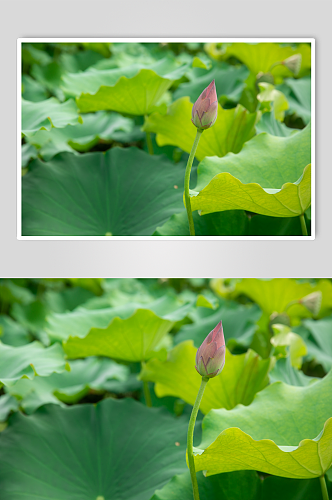 夏日荷花植物摄影图片