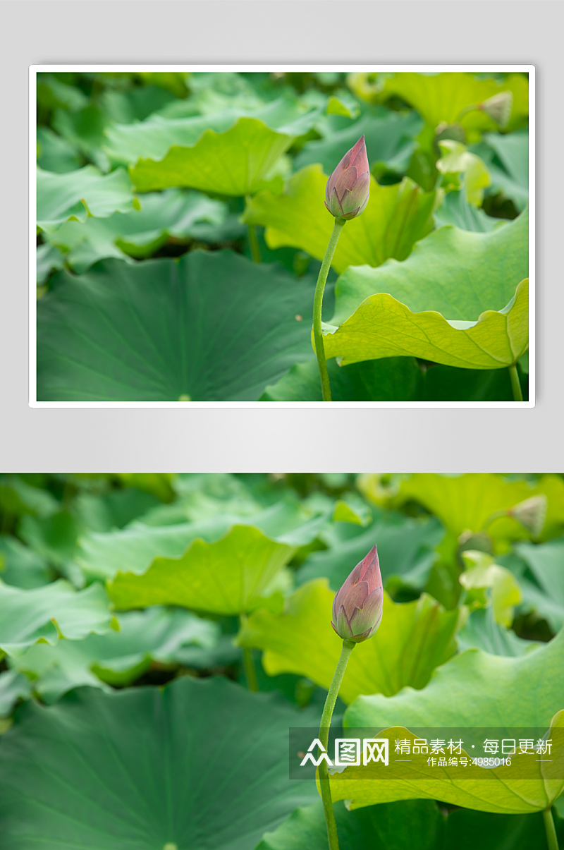 夏日荷花植物摄影图片素材
