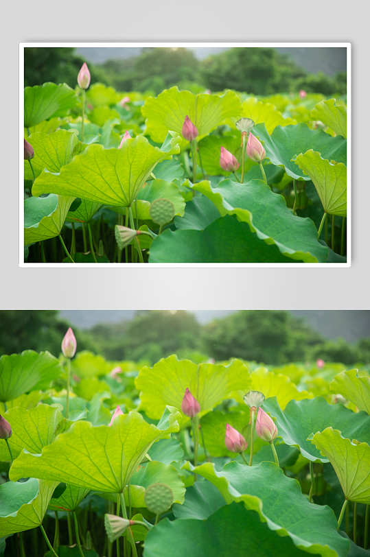 夏日荷花植物摄影图片-众图网