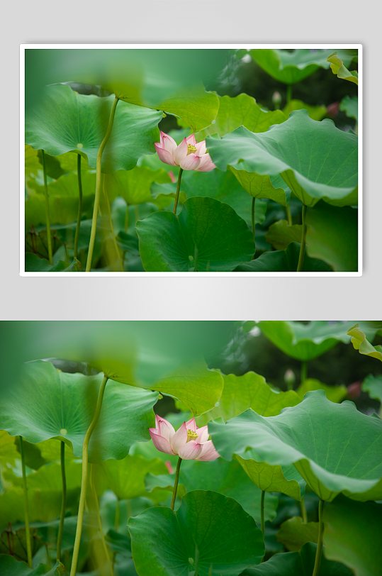 夏日荷花植物摄影图片-众图网