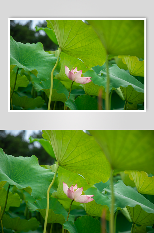 夏日荷花植物摄影图片-众图网