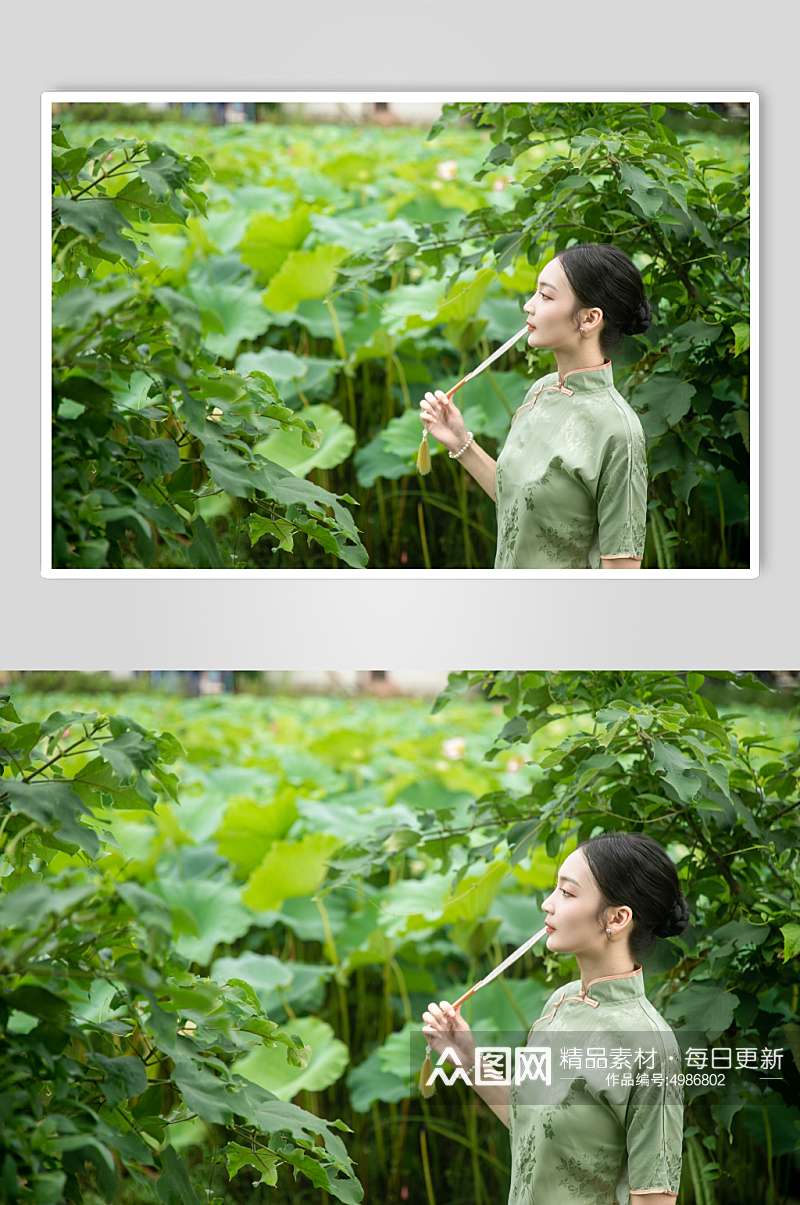 夏季赏荷花旗袍女人人物摄影图片素材