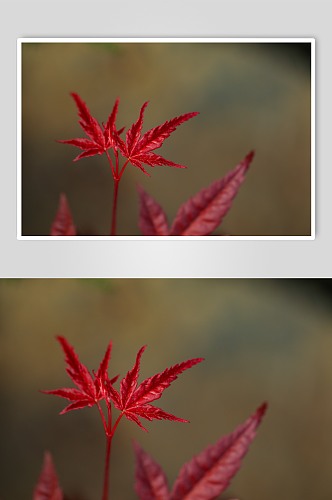 清新美丽花卉植物花鸟市场摄影图片