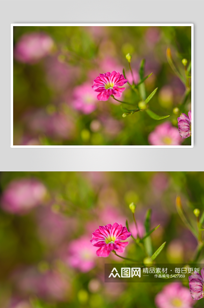清新美丽花卉植物花鸟市场摄影图片素材