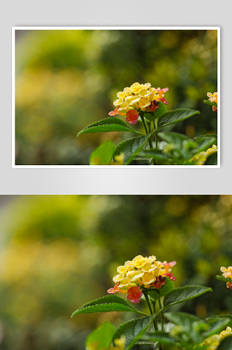清新美丽花卉植物花鸟市场摄影图片
