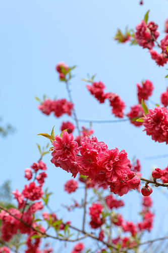 清新美丽花卉植物花鸟市场摄影图片