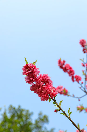 清新美丽花卉植物花鸟市场摄影图片