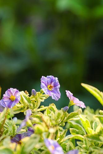 清新美丽花卉植物花鸟市场摄影图片